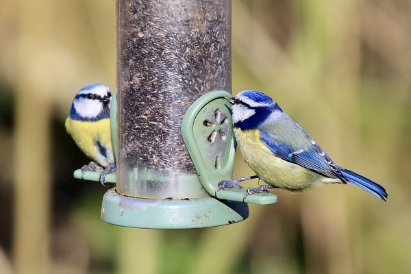 Bird Feeder Mounting Service in Lake Charles